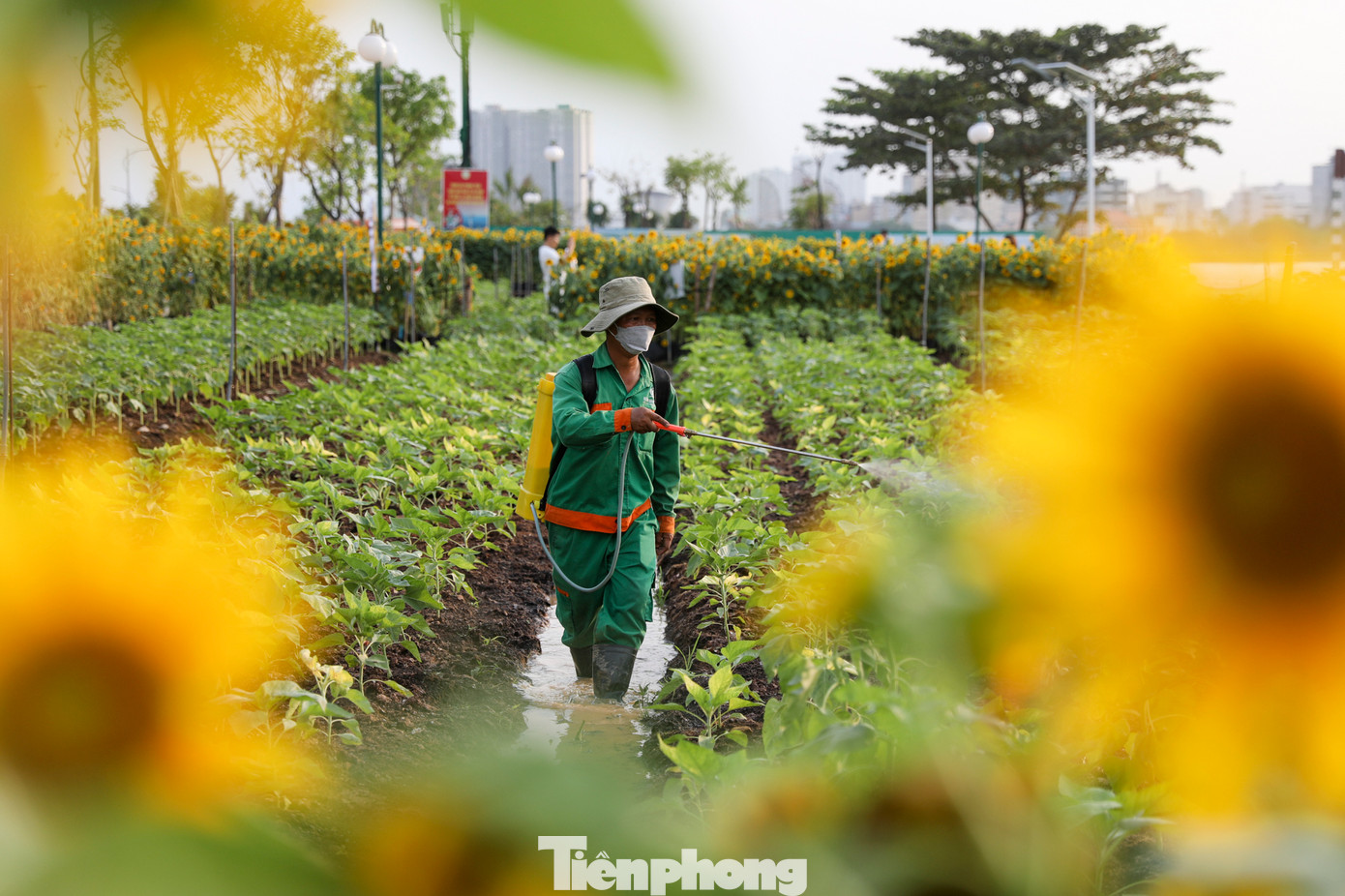 Các công nhân thay phiên nhau nhổ cây, đặt vào chậu, lấp đất lại, mang ra phía ngoài. Vì cây có kích thước khá lớn nên các công nhân sẽ tiến hành cố định bằng dây để cây có thể đứng vững, không bị ngã đổ. Khi đã cố định xong, các công nhân sẽ tiến hành tưới nước để cây tiếp tục phát triển tốt trong chậu.