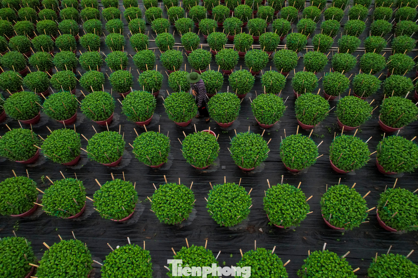 Các nhà vườn trồng hoa tết đều mong những tháng cuối năm mưa thuận gió hòa, hoa nở kịp tết, năng suất cao và tình hình kinh tế ổn định hơn để người người dân và nhà vườn ăn tết rộn ràng hơn.