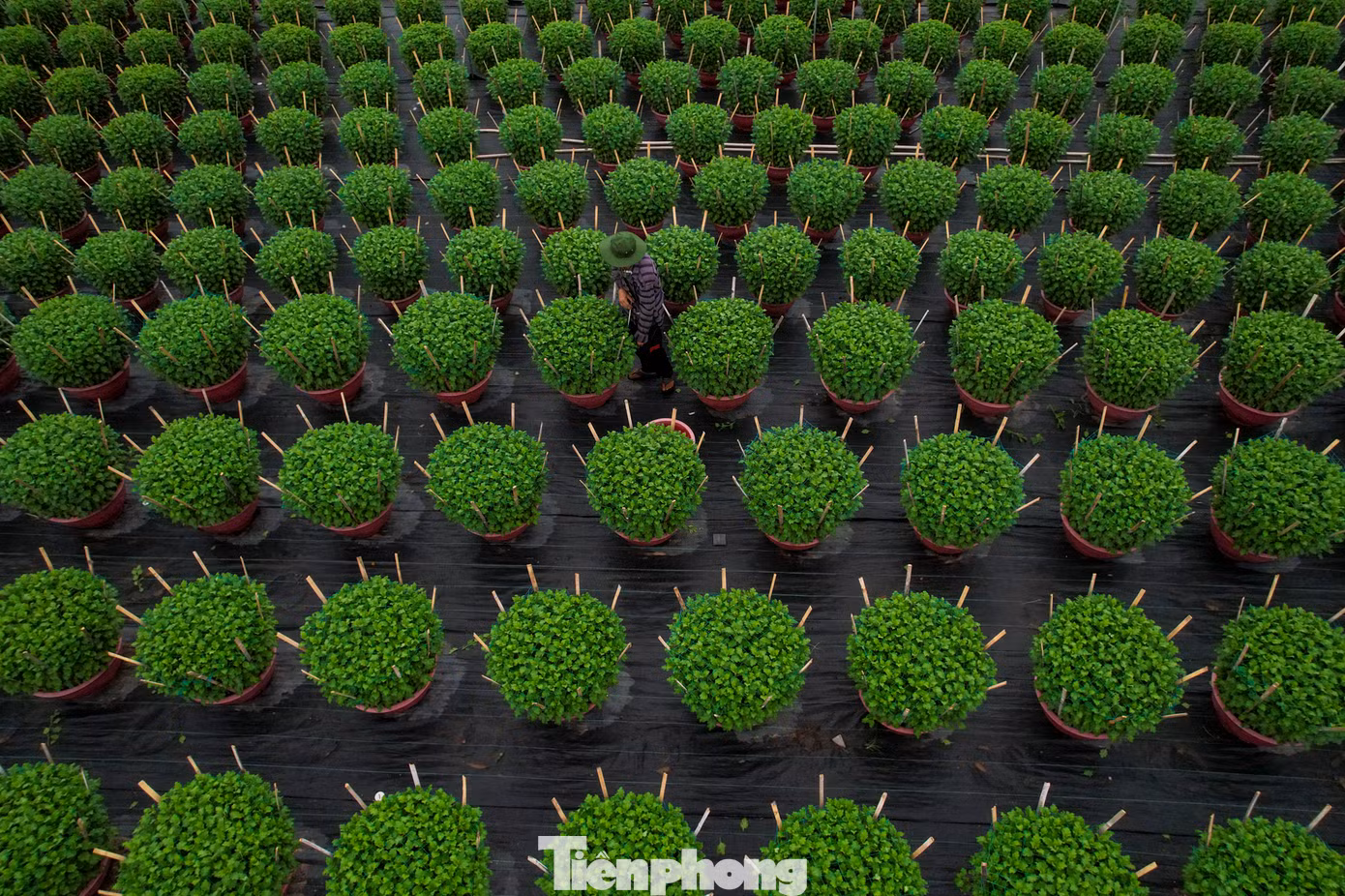 Các nhà vườn trồng hoa tết đều mong những tháng cuối năm mưa thuận gió hòa, hoa nở kịp tết, năng suất cao và tình hình kinh tế ổn định hơn để người người dân và nhà vườn ăn tết rộn ràng hơn.