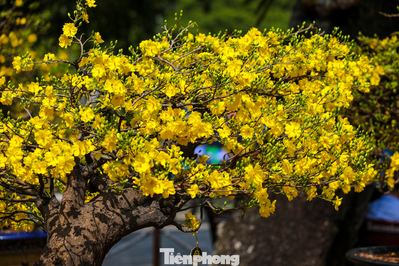 Hội hoa xuân Giáp Thìn 2024 mang đến những tác phẩm giàu tính nghệ thuật, như: Bộ sưu tập Mai vàng, với cây mai trên 50 năm đến từ Long Xuyên - An Giang, cây mai trên 40 năm (cao 3 m) đến từ Thủ Đức - TPHCM.