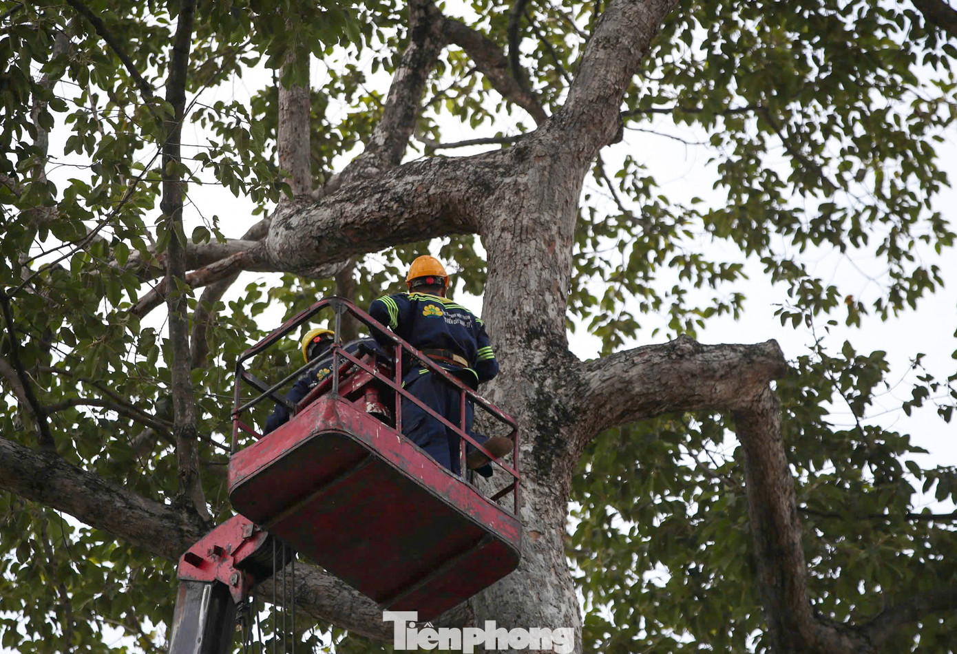 Cây xanh bị tét nhánh không có dấu hiệu hư hại bên ngoài, và trời không có mưa hay dông gió lúc xảy ra vụ việc.