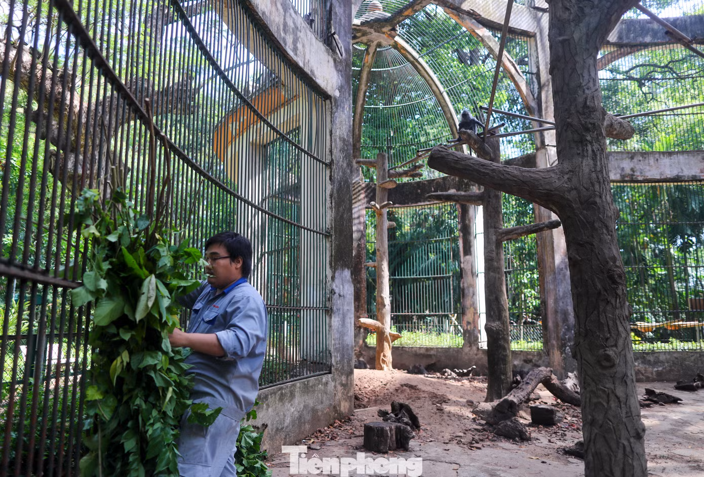 Ông Mai Khắc Trung Trực, Giám đốc Xí nghiệp động vật thuộc Công ty TNHH Thảo Cầm Viên Sài Gòn, cho biết những thông tin được mọi người chia sẻ về cá thể khỉ con màu vàng cam là con lai giữa hai loài khác nhau chỉ là sự hiểu nhầm.