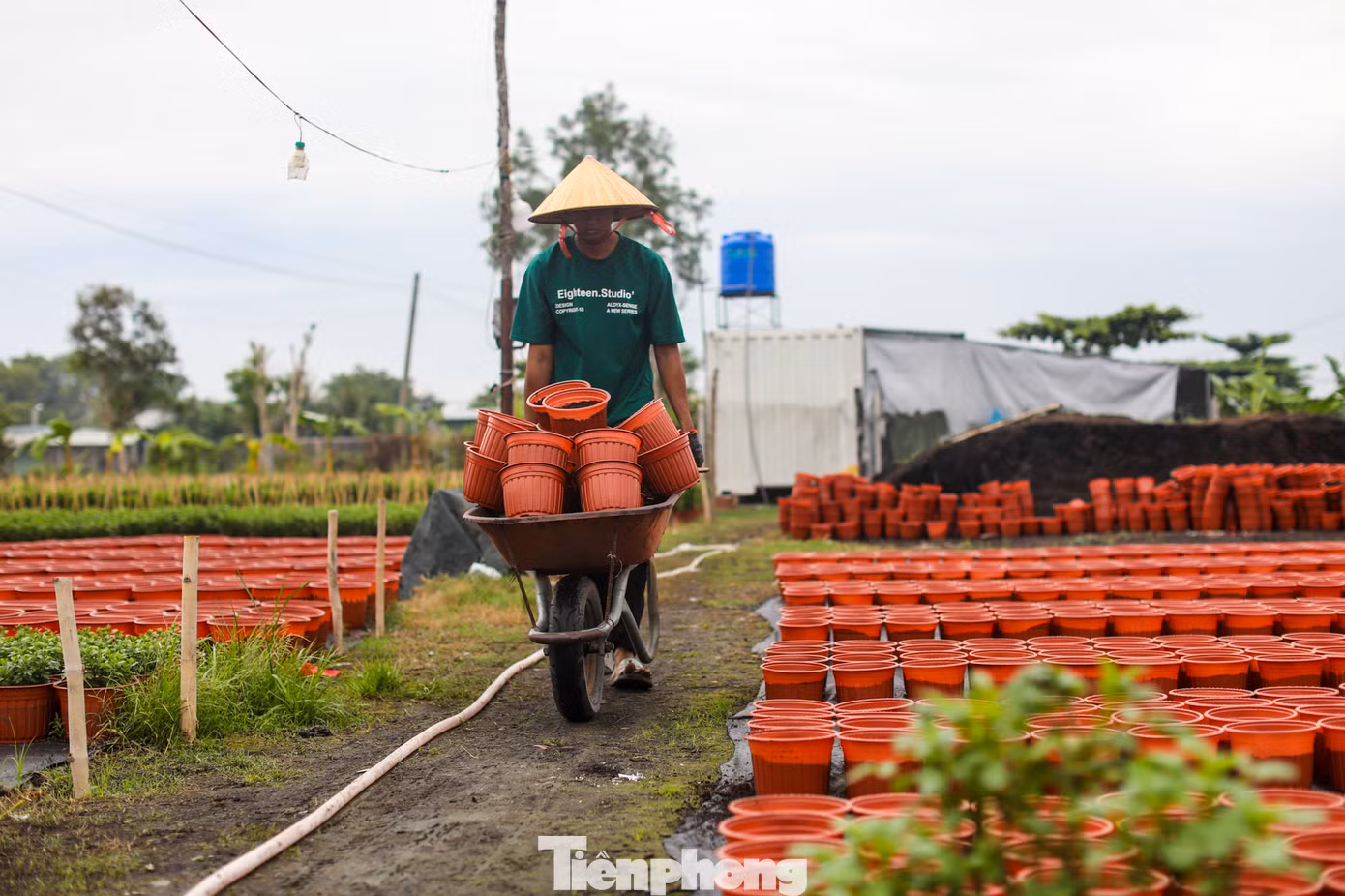 Nguyên nhân chính từ việc mùa hoa tết năm ngoái hàng tồn quá nhiều, kinh tế khó khăn khiến nhiều người giảm mua, thời tiết thất thường nên từ đó vườn của ông Lâm cũng giảm trồng theo.