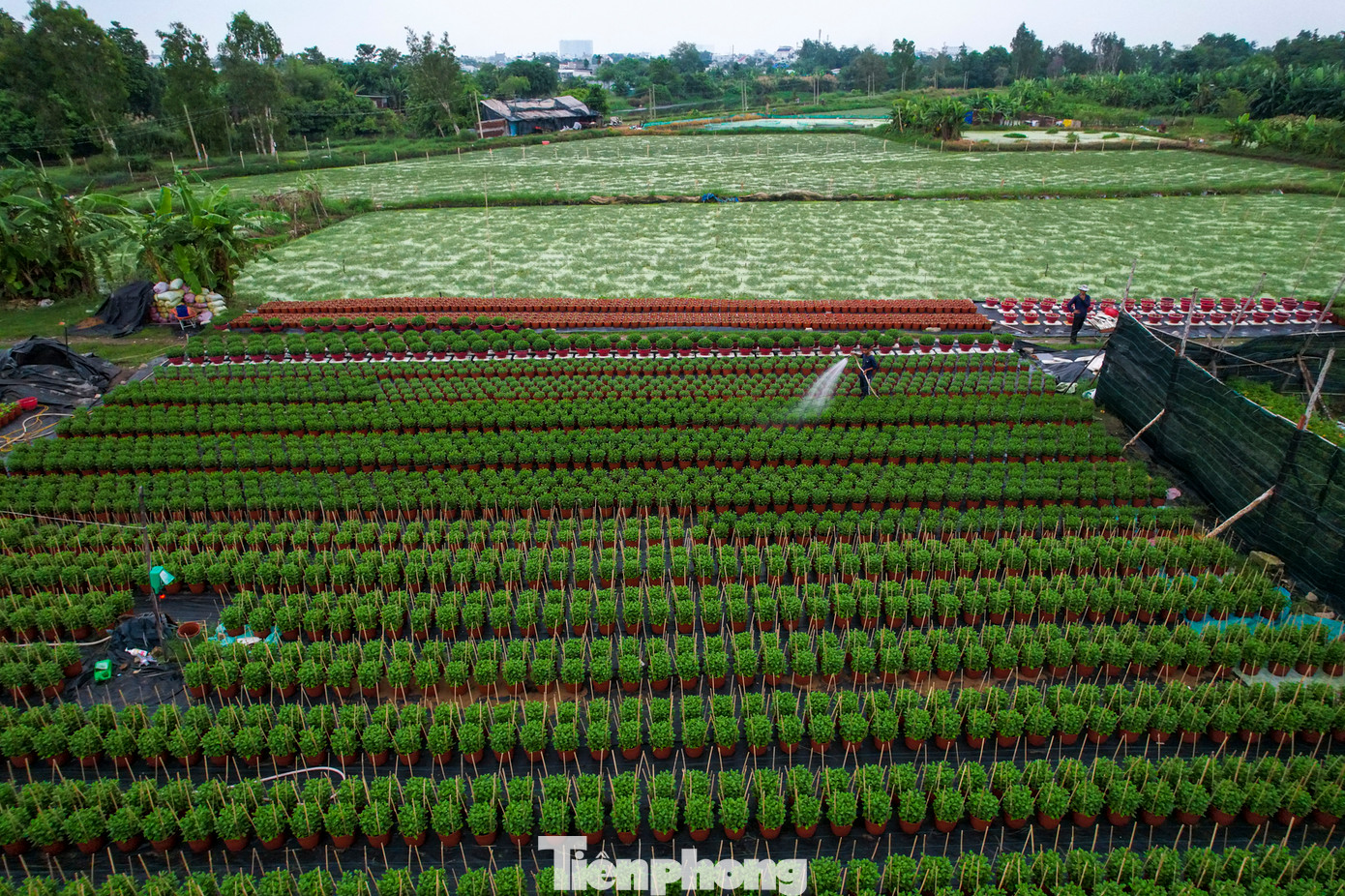 “Thời tiết tháng 12 này cứ mưa suốt mà trong thời điểm vô bông không biết ra sao. Dù có biện pháp khắc phục nhưng phải tùy vào kinh nghiệm của mỗi chủ vườn. Tuy nhiên, mức đầu tư sẽ tăng gấp 3 lần so với mọi năm. Và đồng nghĩa lợi nhuận sẽ giảm sâu”, ông Lê Phước Lâm - chủ vườn hoa tại phường Thới An chia sẻ.