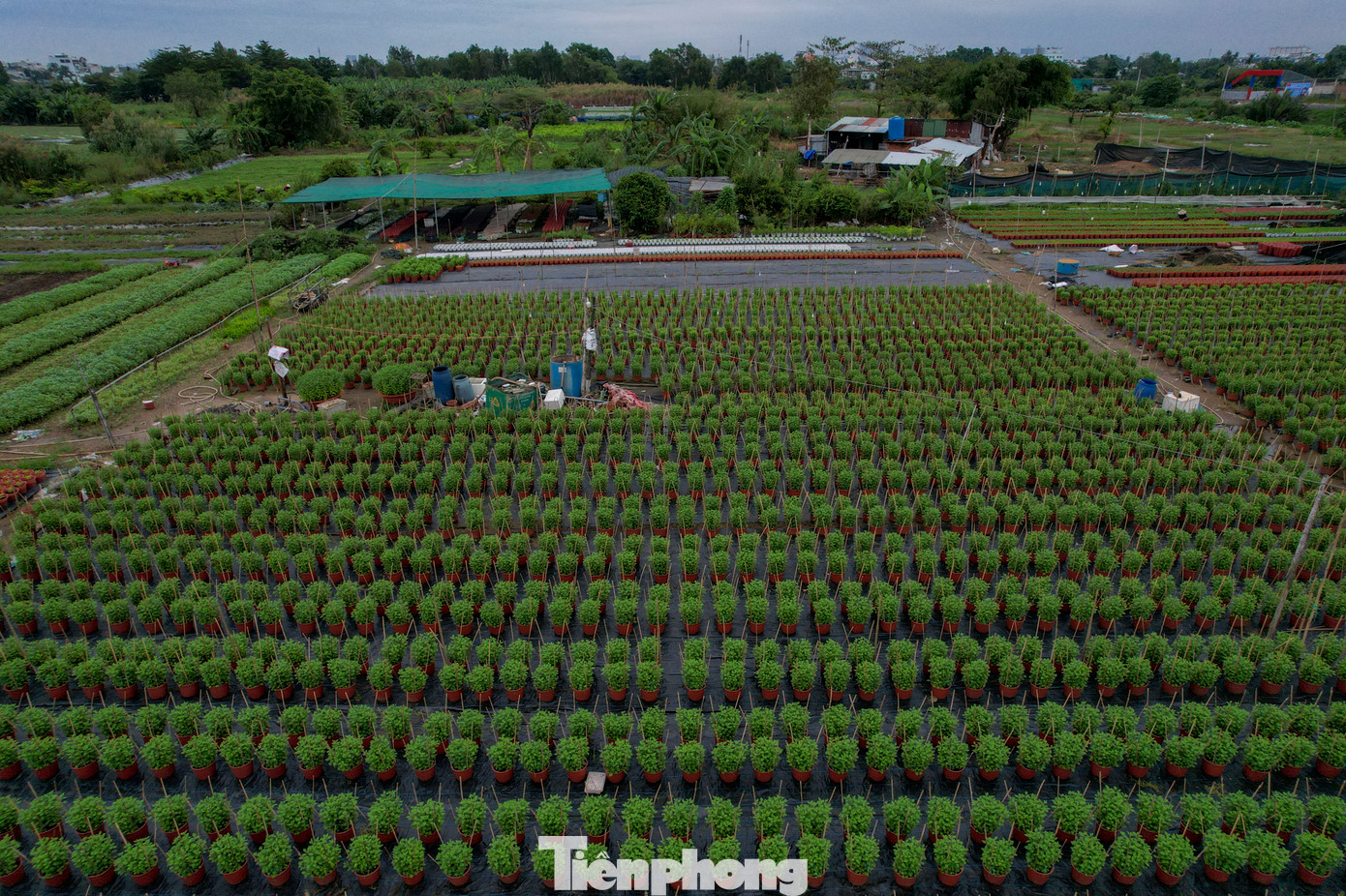 Chị Lan cho biết, hiện chỉ xuống giống khoảng 7.000 chậu hoa tết, giảm khoảng 1.000 chậu so với vụ mùa năm ngoái.