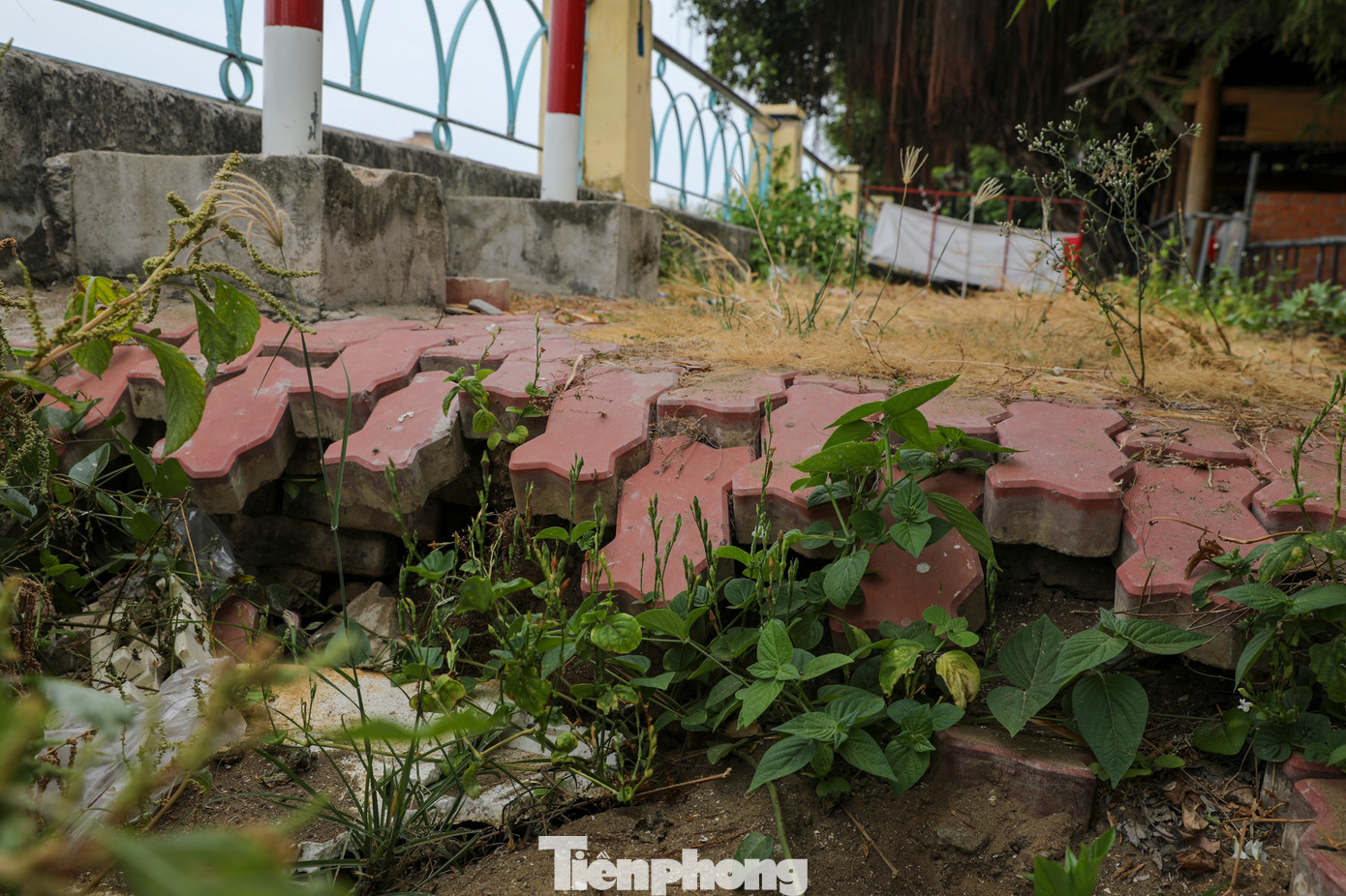Nhiều đoạn gạch lát nền bờ kênh bị bong tróc khá nặng. Nhiều đoạn gạch lát nền bờ kênh bị bong tróc khá nặng.