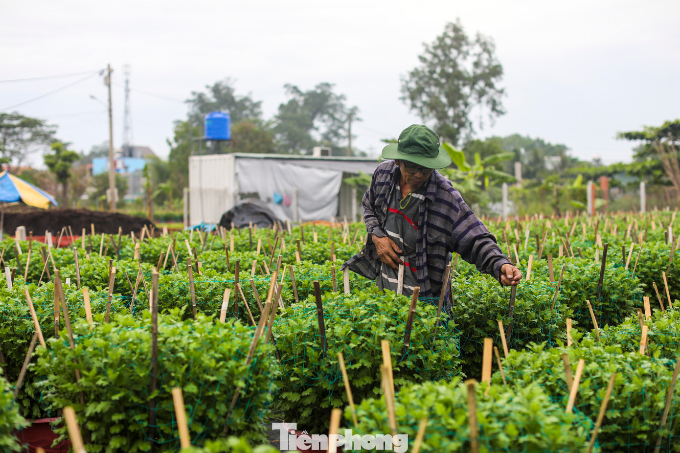 Năm nay, thời tiết thất thường, nắng nóng, mưa nhiều khiến chi phí đầu tư chăm sóc tăng lên đáng kể.