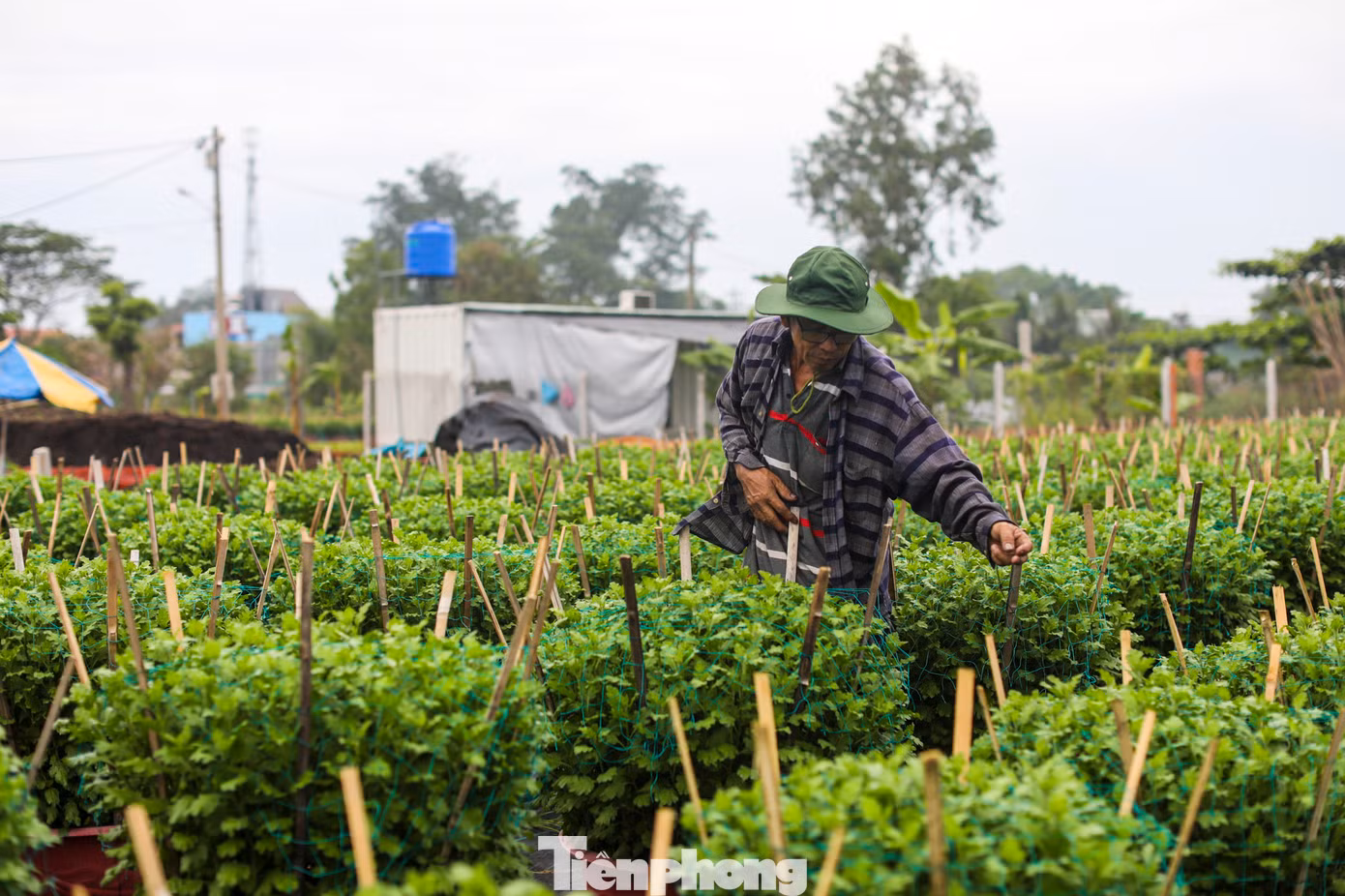 Năm nay, thời tiết thất thường, nắng nóng, mưa nhiều khiến chi phí đầu tư chăm sóc tăng lên đáng kể.
