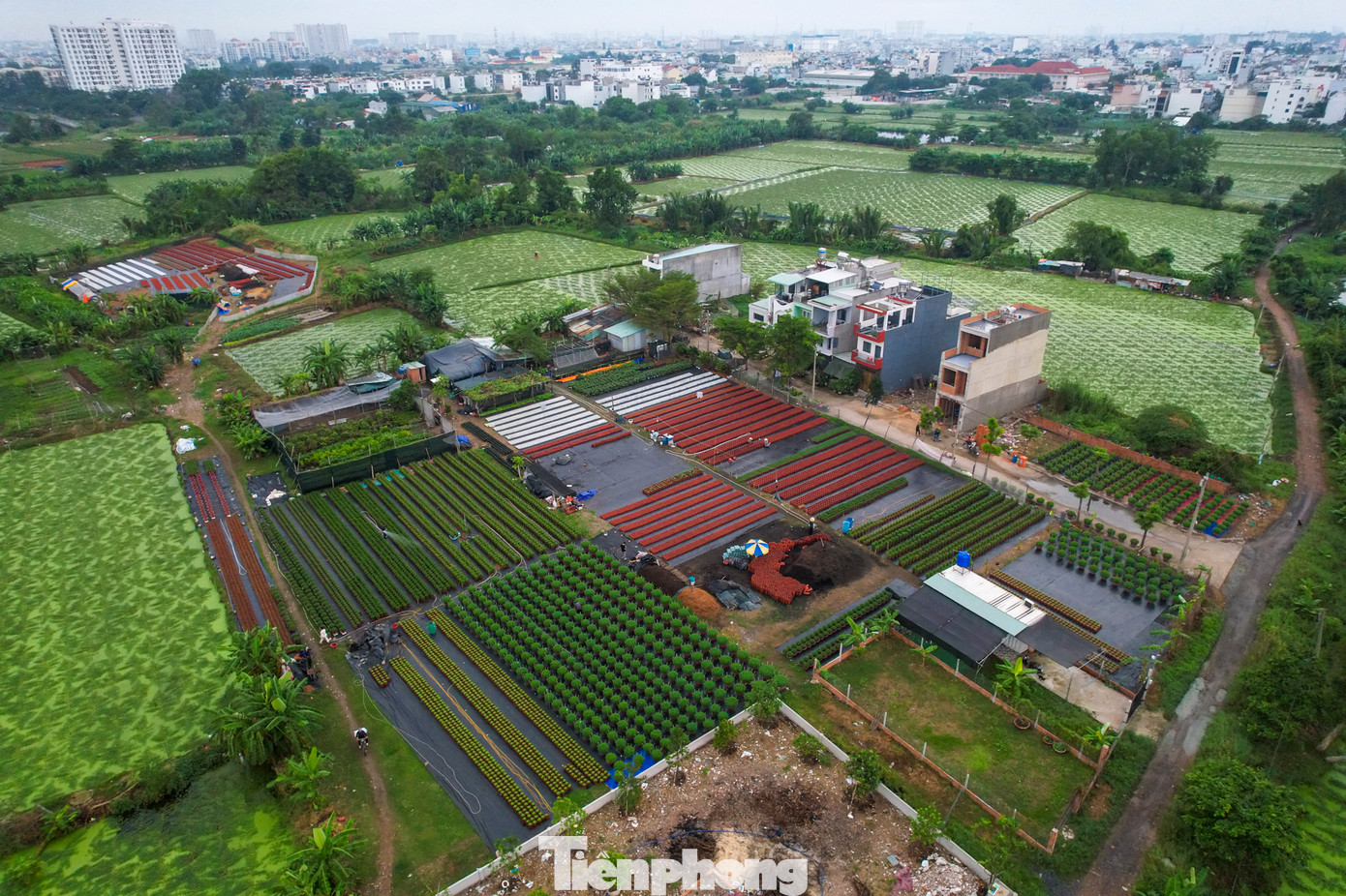 Trong những ngày này, tại làng hoa Thới An (Quận 12, TPHCM) trở nên tất bật hơn bao giờ hết. Thời điểm này, hầu hết tất cả chủ vườn đã bắt đầu bước vào giai đoạn chăm sóc cho vụ hoa Tết Ất Tỵ 2025.