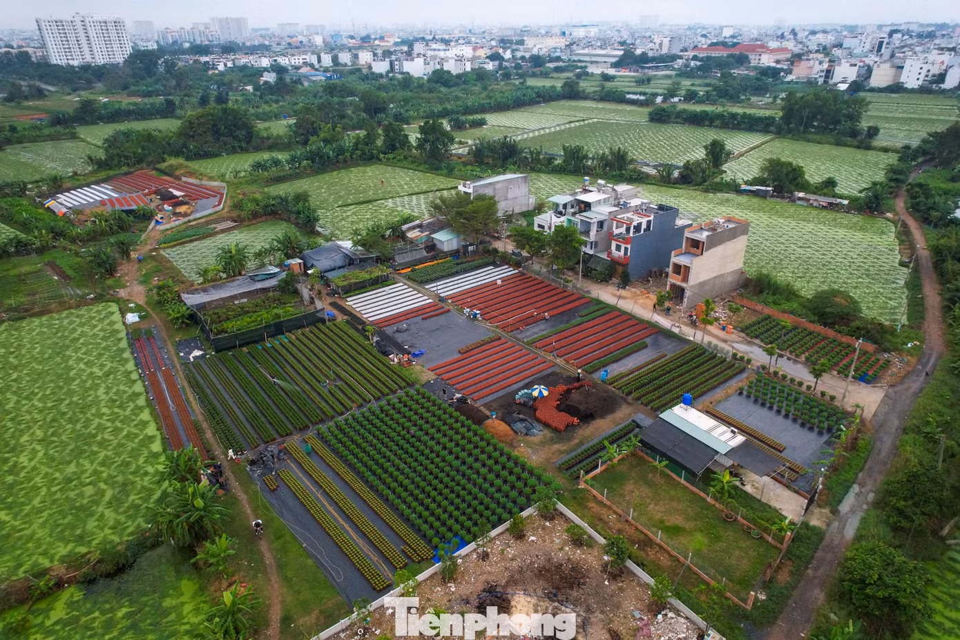 Trong những ngày này, tại làng hoa Thới An (Quận 12, TPHCM) trở nên tất bật hơn bao giờ hết. Thời điểm này, hầu hết tất cả chủ vườn đã bắt đầu bước vào giai đoạn chăm sóc cho vụ hoa Tết Ất Tỵ 2025.