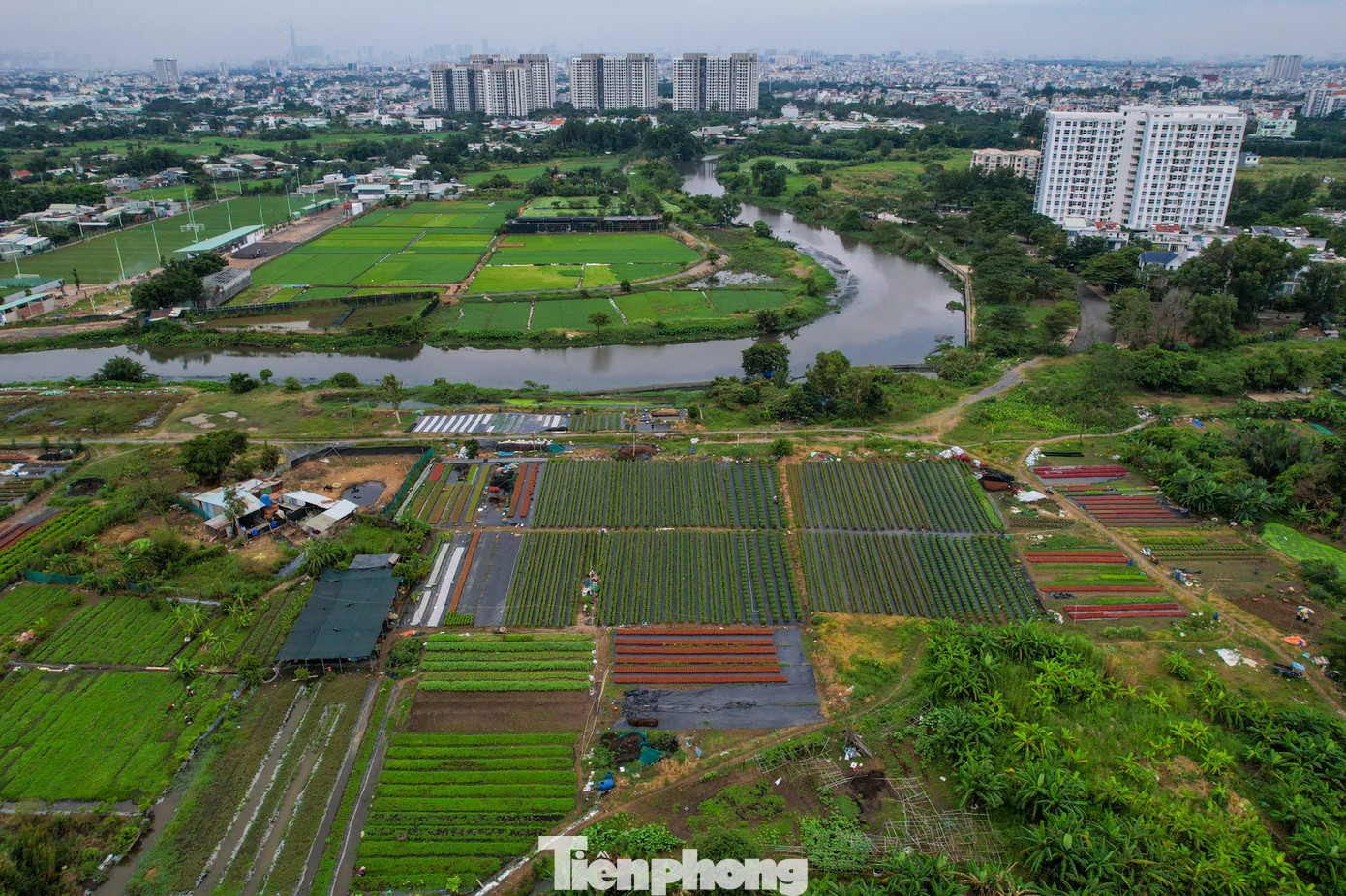 Cách vườn của ông Lâm không xa là hộ bà Trịnh Thị Kim Lan cũng giảm sản lượng trồng trong năm nay.