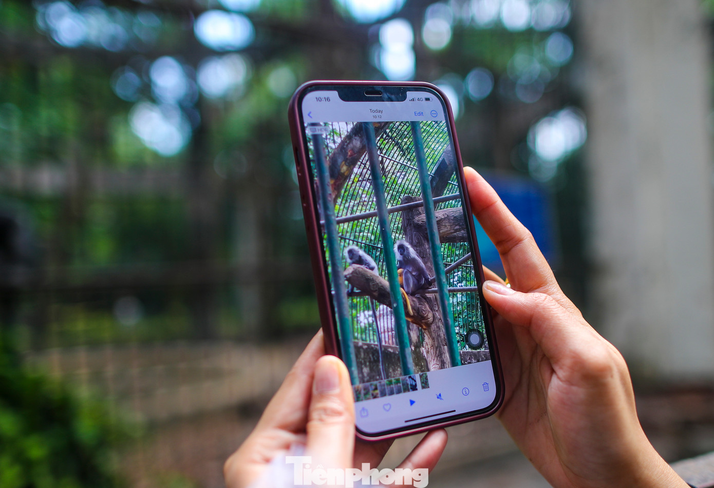 Nhiều du khách tìm đến khu chuồng khỉ để xem gia đình khỉ bạc gây sốt mạng xã hội những ngày qua.