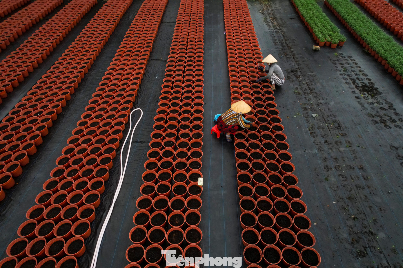 Giá cả không ổn định, đầu ra bấp bênh khiến người trồng hoa ở thời điểm này khó dự đoán được giá. “Như mọi năm giá hoa cúc trung bình ở chợ từ 100.000 – 150.000 đồng thì Tết Giáp Thìn chỉ có giá 70.000 – 80.000 đồng”, ông Lâm chia sẻ thêm.