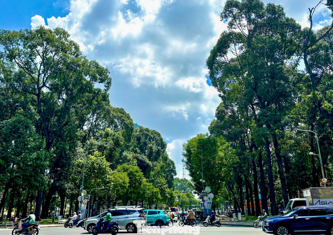 Những hàng cây xanh đã làm bạn và thân thuộc với người dân qua hàng chục năm, “chống đỡ” cái nắng biết bao mùa và là dấu ấn trong mắt du khách mỗi khi ghé thăm Thành phố.