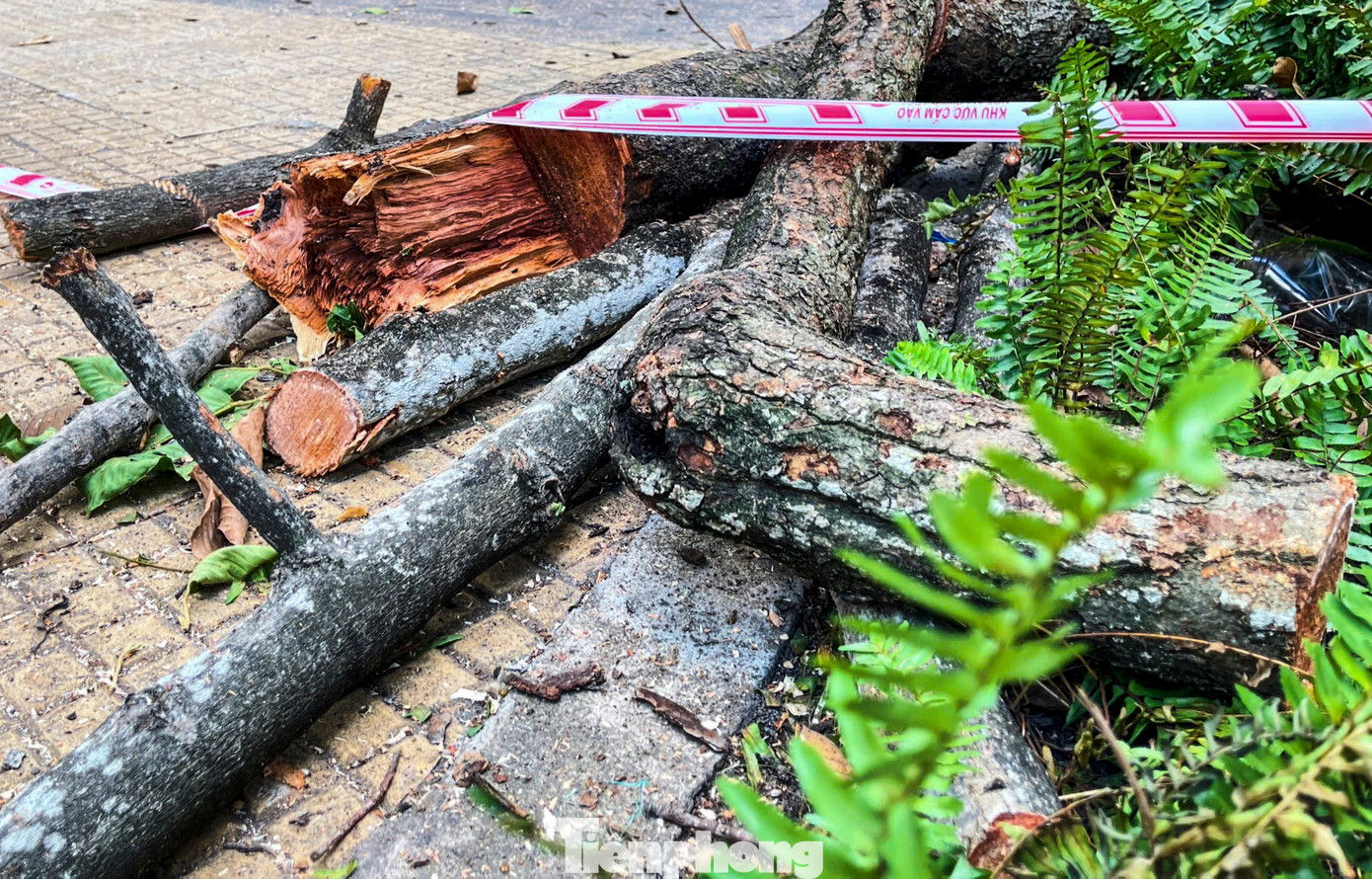 Những cành, nhánh có dấu hiệu hư hại từ bên trong được phát hiện và xử lý ngay lập tức.