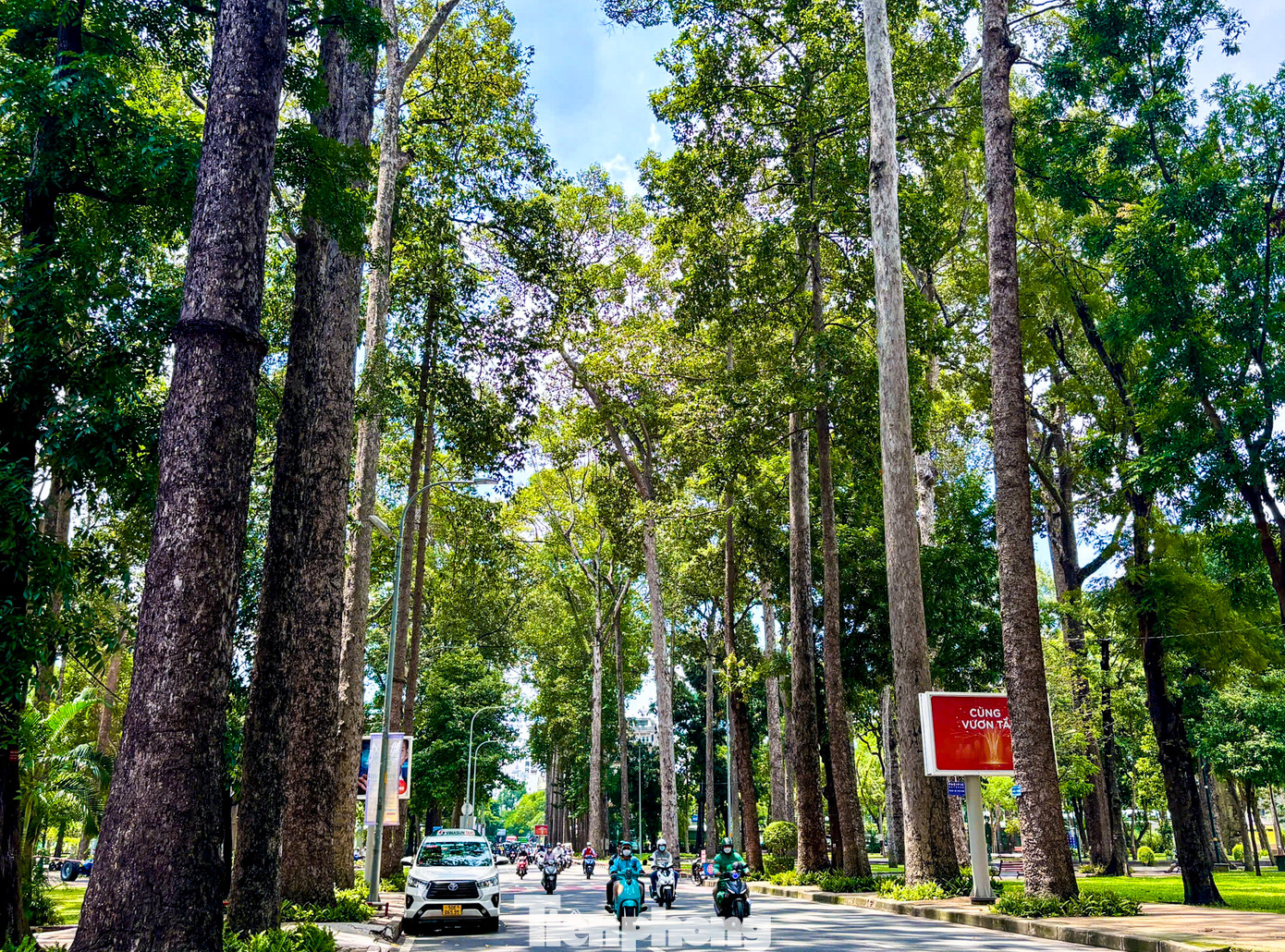 Để không mất đi những nét đẹp đặc trưng của thành phố, phần lớn các cây xanh sẽ được giữ lại. Tuy nhiên, để người dân an tâm sinh hoạt, các cơ quan có thẩm quyền sẽ thường xuyên chỉ đạo chăm sóc, kiểm tra và thực hiện loại bỏ những nguy cơ có thể gây thiệt hại.