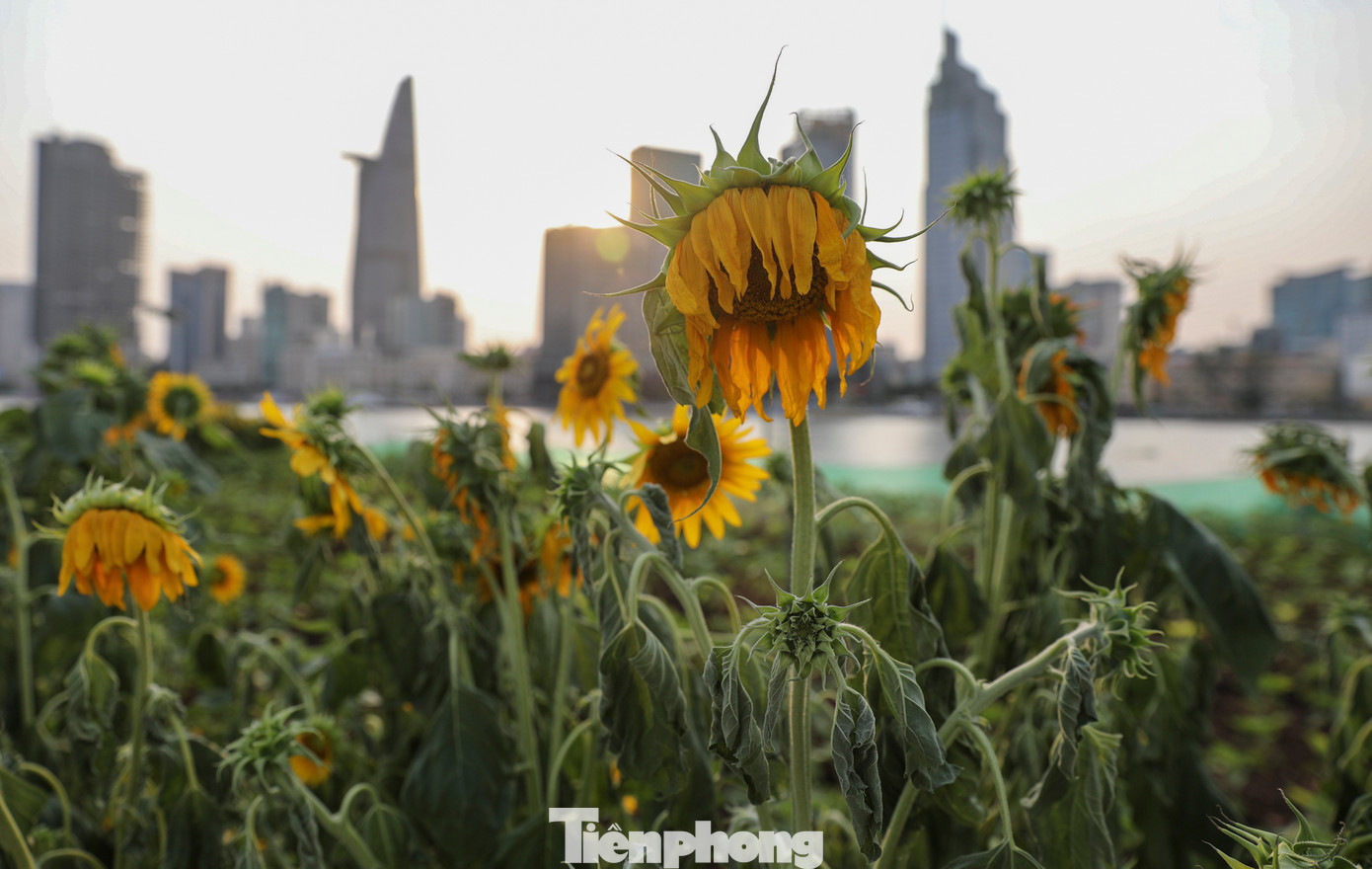Theo ghi nhận của Tiền Phong, vườn hướng dương tại công viên hiện tại hoa có dấu hiệu bị héo nhiều do chịu ảnh hưởng của thời tiết nắng nóng.