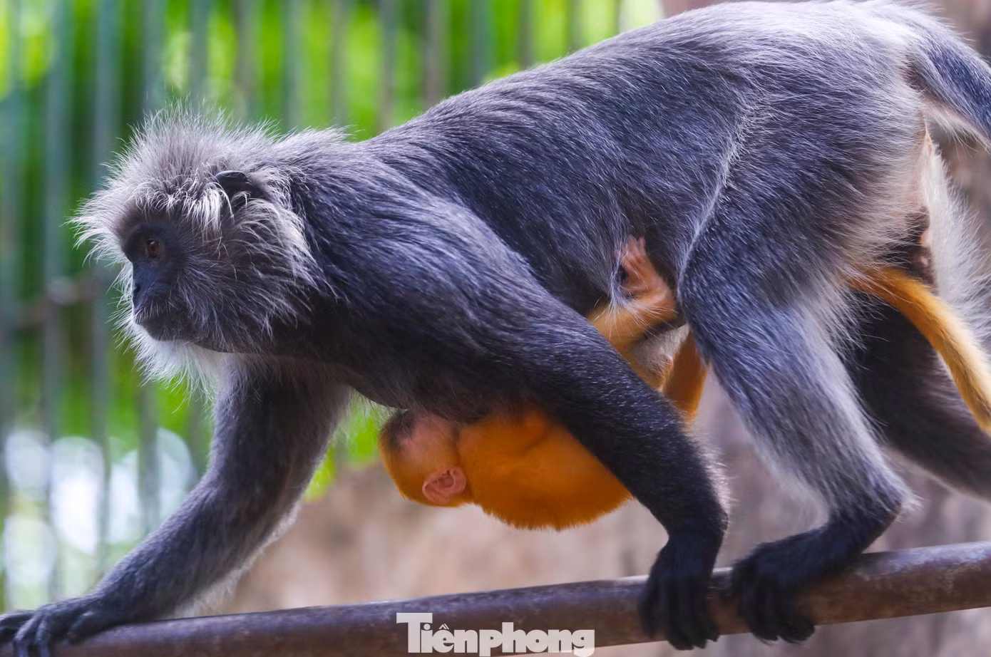 "Màu sắc của khỉ con sẽ biến đổi theo độ tuổi, sau khi sinh khoảng 6 tháng, khỉ con sẽ bắt đầu đổi màu lông, chuyển dần từ vàng cam sang xám bạc. Thường bắt đầu từ lông 2 tay, 2 chân và phần đỉnh đầu, sau đó lan dần hướng về phần thân. Sau 1 năm tuổi thì lông của khỉ con sẽ hoàn toàn giống bố mẹ", ông Trực chia sẻ.