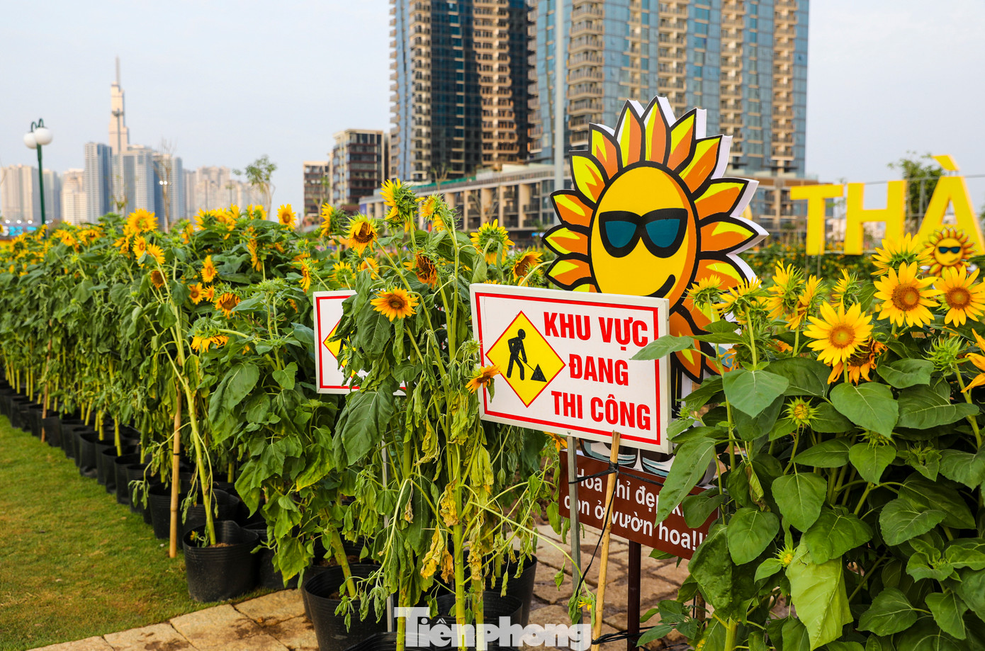 Những luống đất vừa được bứng cây đi, các công nhân sẽ bổ sung đất, xơ dừa rồi dùng máy xới cho đất tơi xốp trước khi trồng lại, hứa hẹn cho lứa hoa mới cao hơn, đẹp hơn phục vụ du khách tham quan.