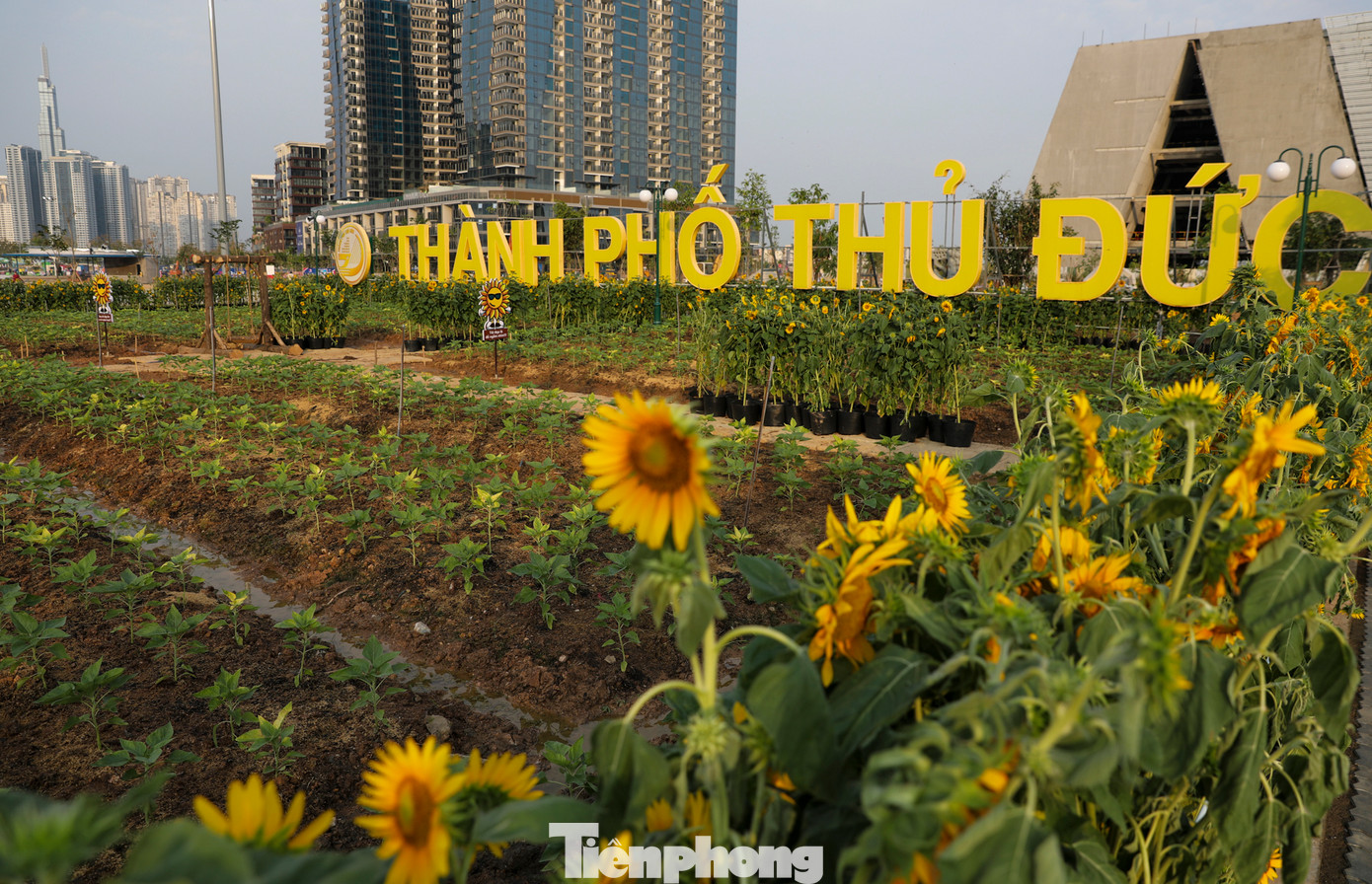 Để tiếp tục phục vụ du khách tham quan vào dịp năm mới, khoảng 20.000 cây hoa hướng dương mới sẽ được đơn vị thi công mang ra bờ sông Sài Gòn để trồng bổ sung, dự kiến đợt hoa này sẽ bung nở vào đúng dịp Tết Nguyên đán sắp tới.