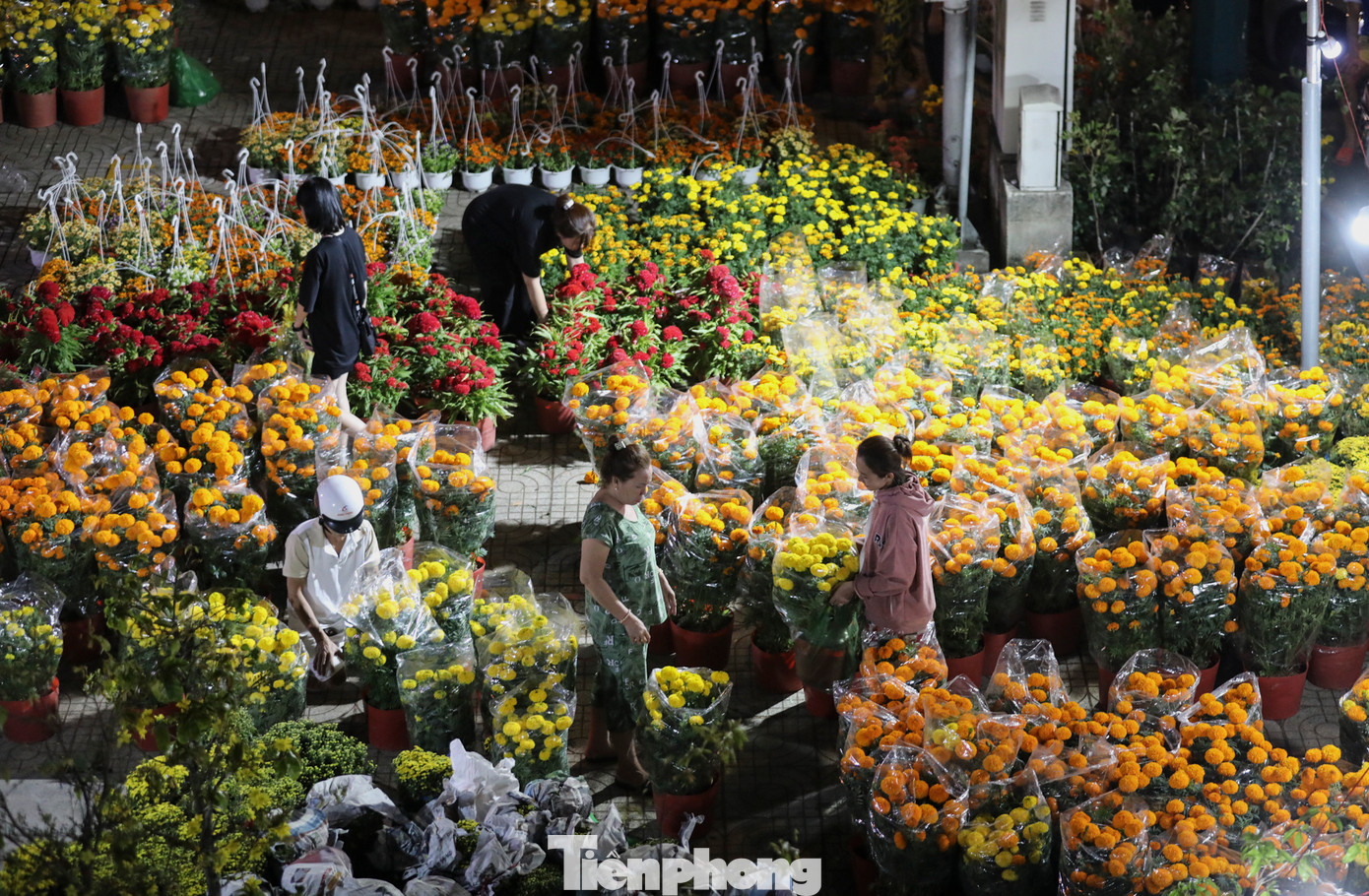 Những gian hàng hoa cúc cũng thu hút đông đảo khách hàng tới lựa chọn.