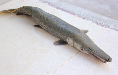 Con cá lạ có trọng lượng 1,7 kg và dài 60 cm 