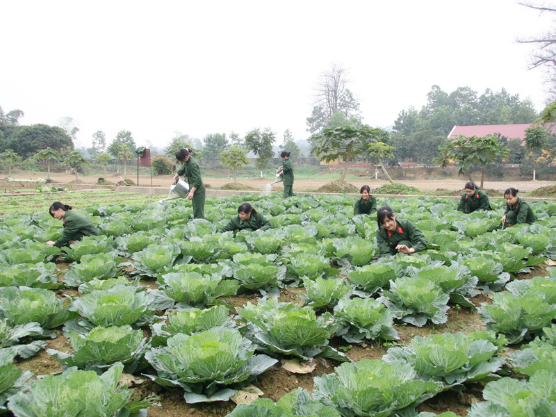 Tăng gia sản xuất	Ảnh: V.C