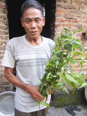 Ông Nguyễn Minh Chu giới thiệu lá thuốc trong bài thuốc trị sỏi thận