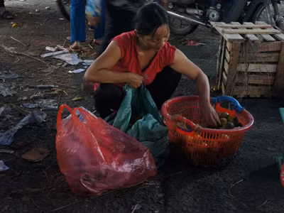 Hoa quả dập thối, được lượm ở lối đi. Hoa quả dập thối, được lượm ở lối đi