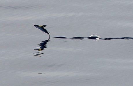 Ấn tượng vẻ đẹp Trường Sa qua bộ ảnh của chàng trai 8X ảnh 4 Ấn tượng vẻ đẹp Trường Sa qua bộ ảnh của chàng trai 8X ảnh 4