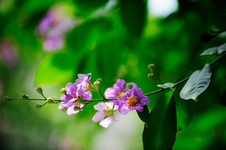 Chia tay nhé, bằng lăng ơi… ảnh 2 Chia tay nhé, bằng lăng ơi… ảnh 2