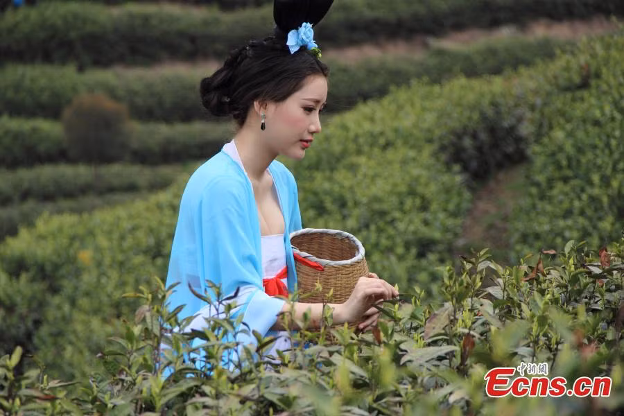 Mỹ nữ Trung Quốc diện y phục cung đình lên núi hái chè ảnh 1