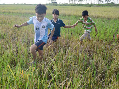 Tới làng Canh Nậu vào thời gian này, ai cũng có thể bắt gặp cảnh trẻ em chạy nháo nhác trên những thửa ruộng. Chúng đuổi theo tìm lỗ hang mà chuột vừa chạy vào