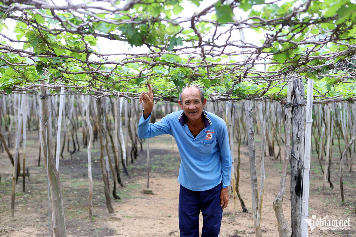 Ông Nguyễn Văn Mẫn kiểm tra vườn nho ở thôn Thái An, xã Vĩnh Hải. Ảnh: Xuân Ngọc