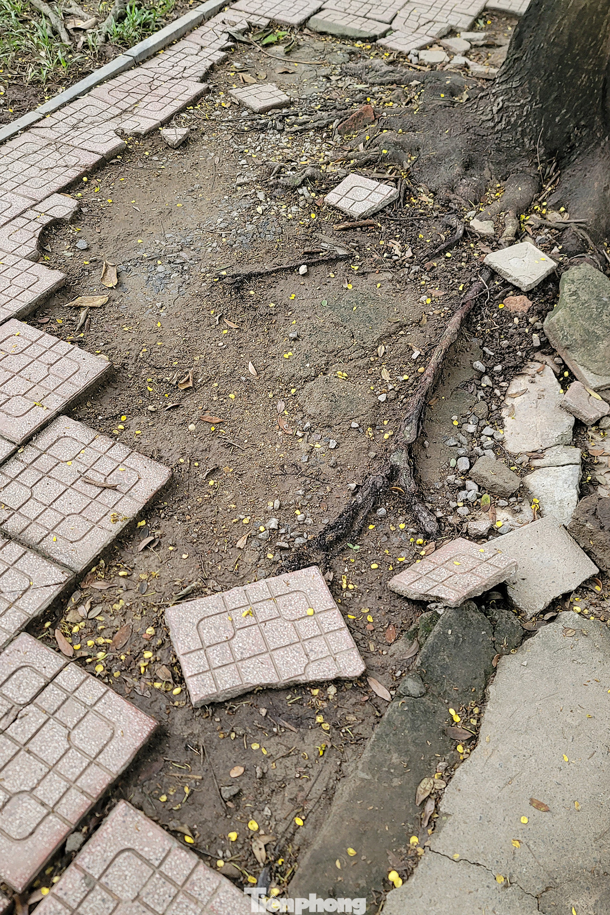 Nhiều đoạn lòng đường, vỉa hè trong công viên Tuổi Trẻ xuống cấp trầm trọng.