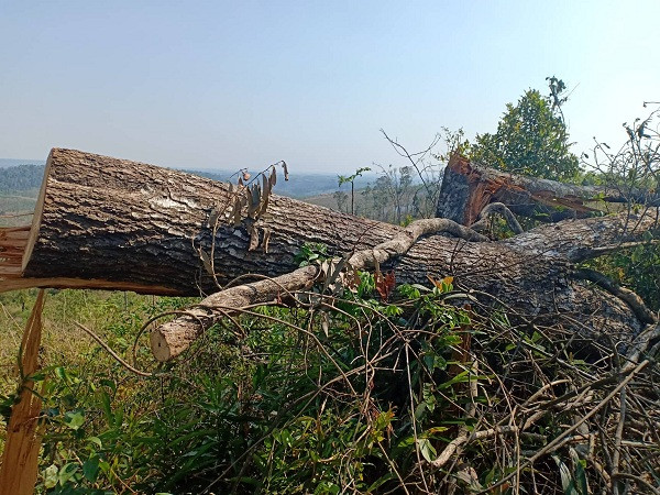 Báo động nạn phá rừng, lấn chiếm đất rừng ở Đắk Nông ảnh 7