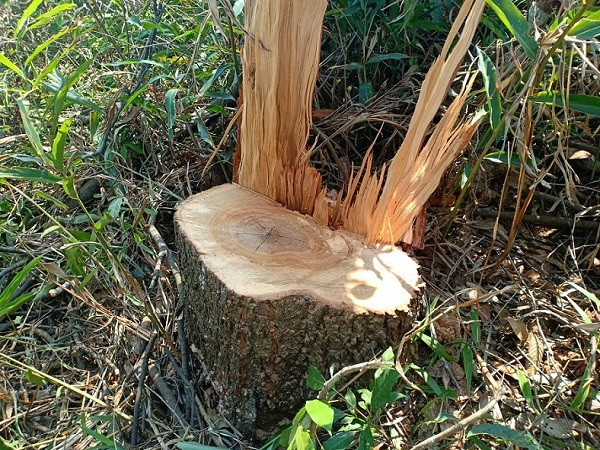 Báo động nạn phá rừng, lấn chiếm đất rừng ở Đắk Nông ảnh 6