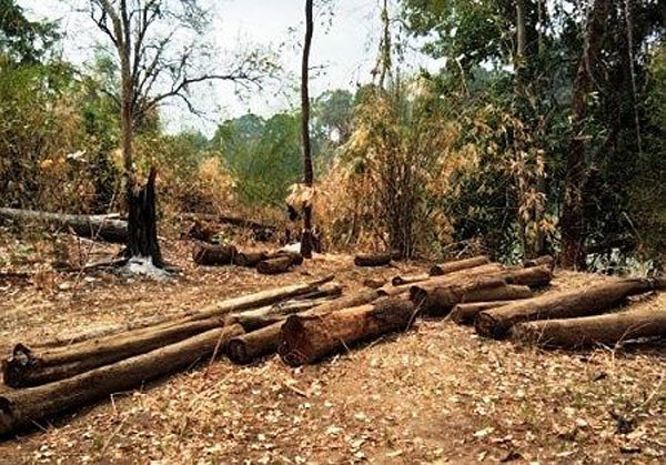 Thêm một vụ hủy hoại rừng ở vườn Quốc gia Yok Đôn ảnh 1