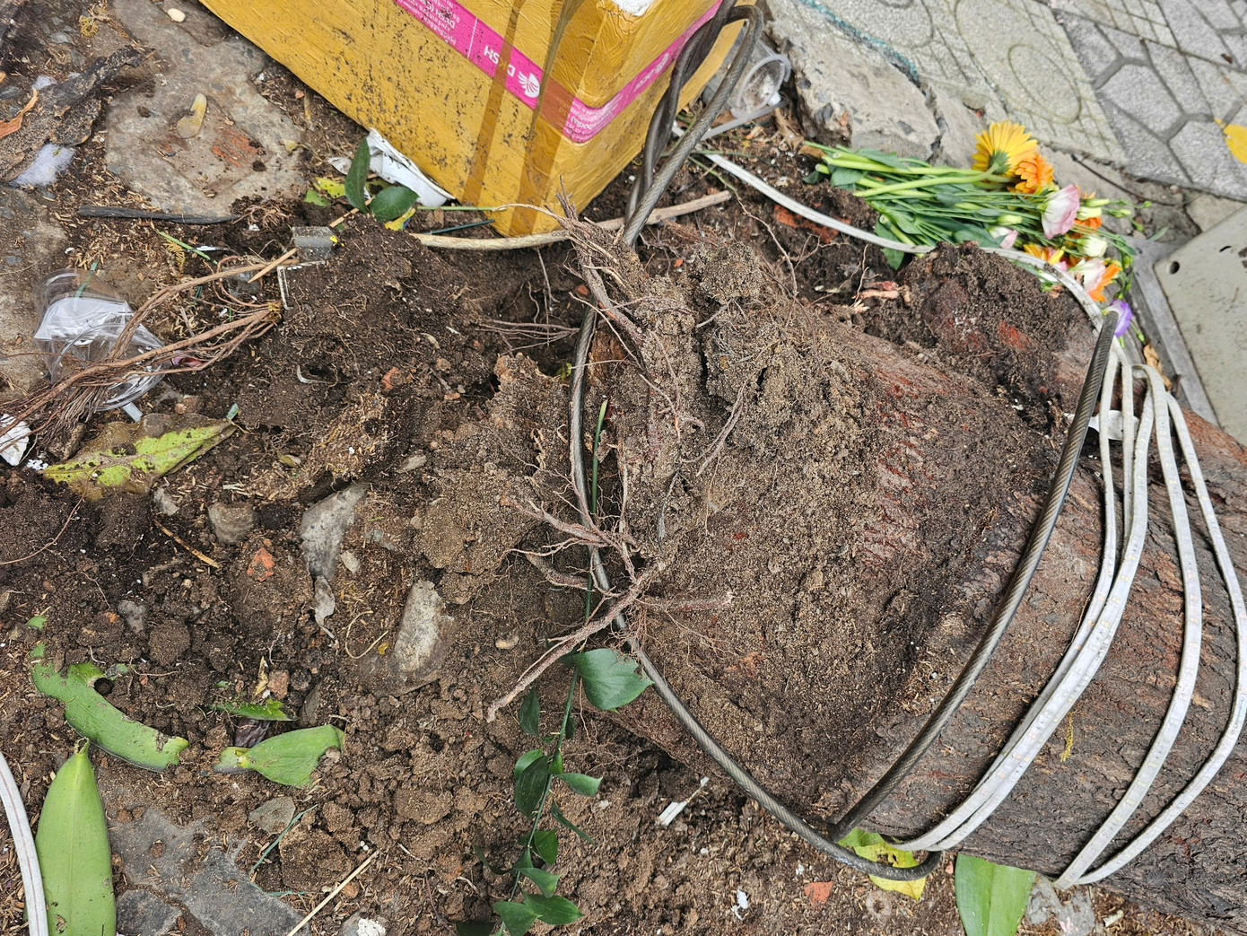 Theo ghi nhận ban đầu, cây phát triển xanh tốt, tuy nhiên phần gốc rễ có dấu hiệu bị mục. Ảnh: CTV