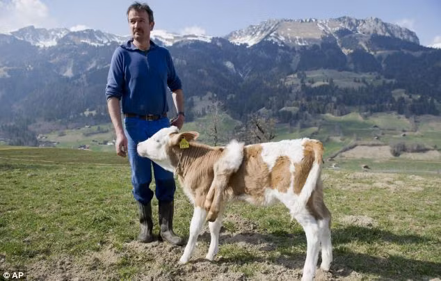 Lần đầu tiên xuất hiện chú bê sáu chân ở trang trại của ông.