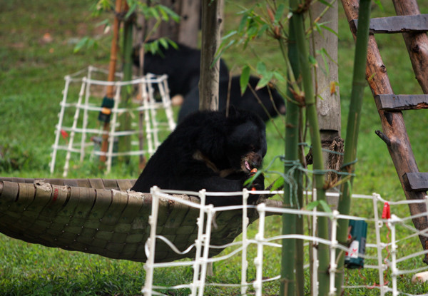 Khu nuôi gấu được thiết kế như một khu rừng để gấu làm quen với môi trường tự nhiên