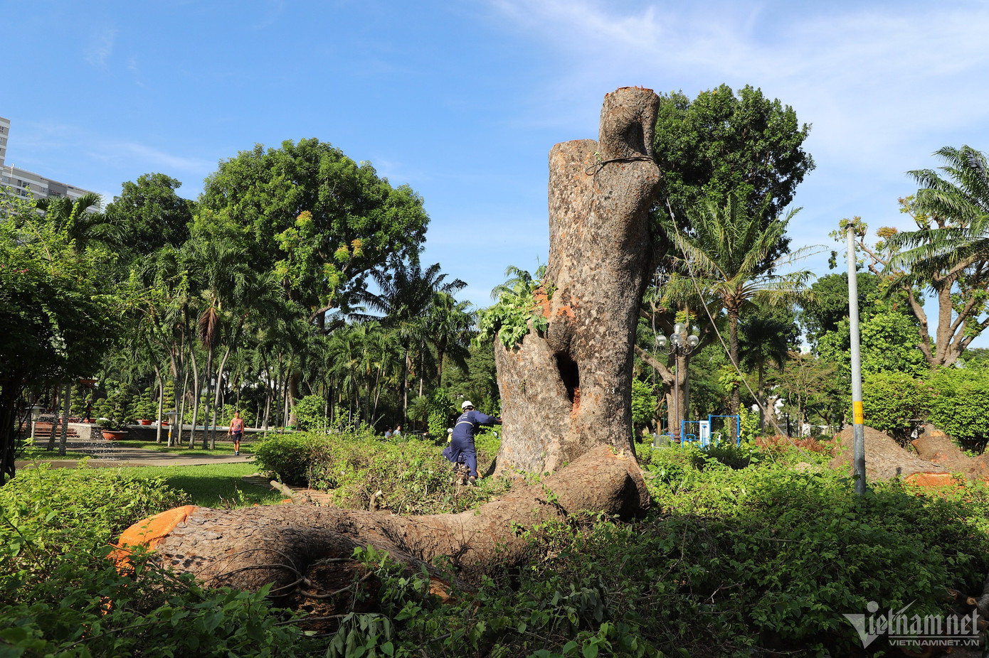 Cổ thụ trăm tuổi là cây sọ khỉ có đường kính gốc hơn 2m.