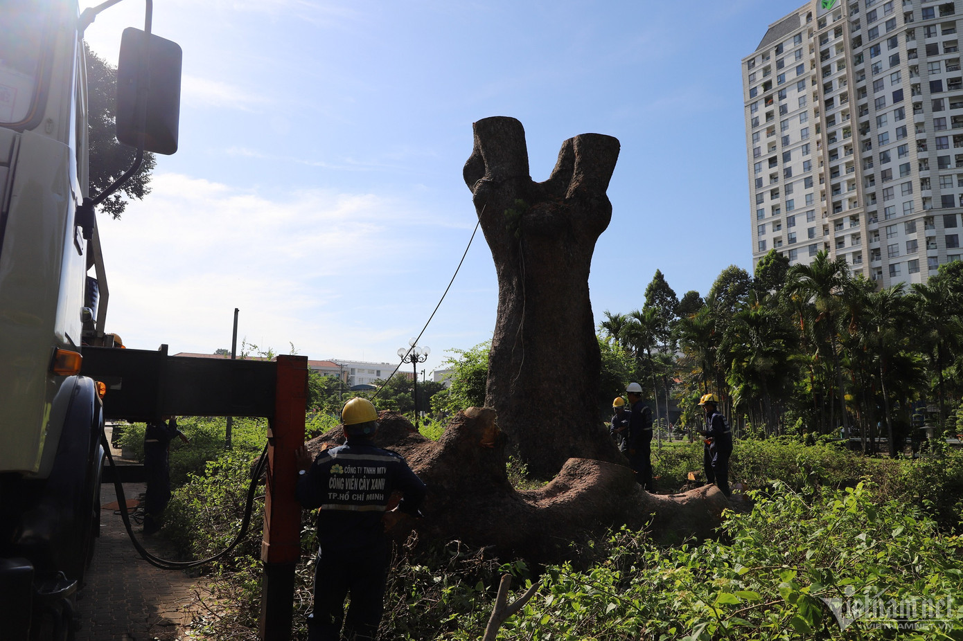 Công nhân Công ty TNHH MTV Công viên cây xanh TP.HCM đang triển khai đốn hạ cổ thụ trong công viên Gia Định vào sáng 18/11.