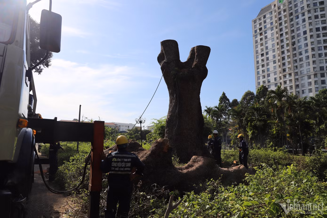 Công nhân Công ty TNHH MTV Công viên cây xanh TP.HCM đang triển khai đốn hạ cổ thụ trong công viên Gia Định vào sáng 18/11. Công nhân Công ty TNHH MTV Công viên cây xanh TP.HCM đang triển khai đốn hạ cổ thụ trong công viên Gia Định vào sáng 18/11.