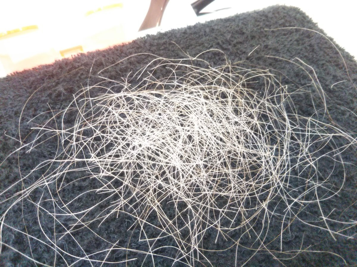 Nhổ tóc bạc thường xuyên có thể làm tổn thương nang tóc, thoái hóa tế bào hắc tố. Nhổ tóc bạc thường xuyên có thể làm tổn thương nang tóc, thoái hóa tế bào hắc tố.