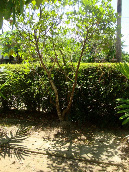  Ông Hàm kể, đây là nơi 102 năm trước, Đại tướng lọt lòng mẹ.Năm ấy là năm Tân Hợi, vào mùa nước lũ, cậu bé Võ Nguyên Giáp đã cất tiếng khóc chào đời trong một cái chòi cao cất tạm dưới gốc cây mít cổ thụ ở chính địa điểm này