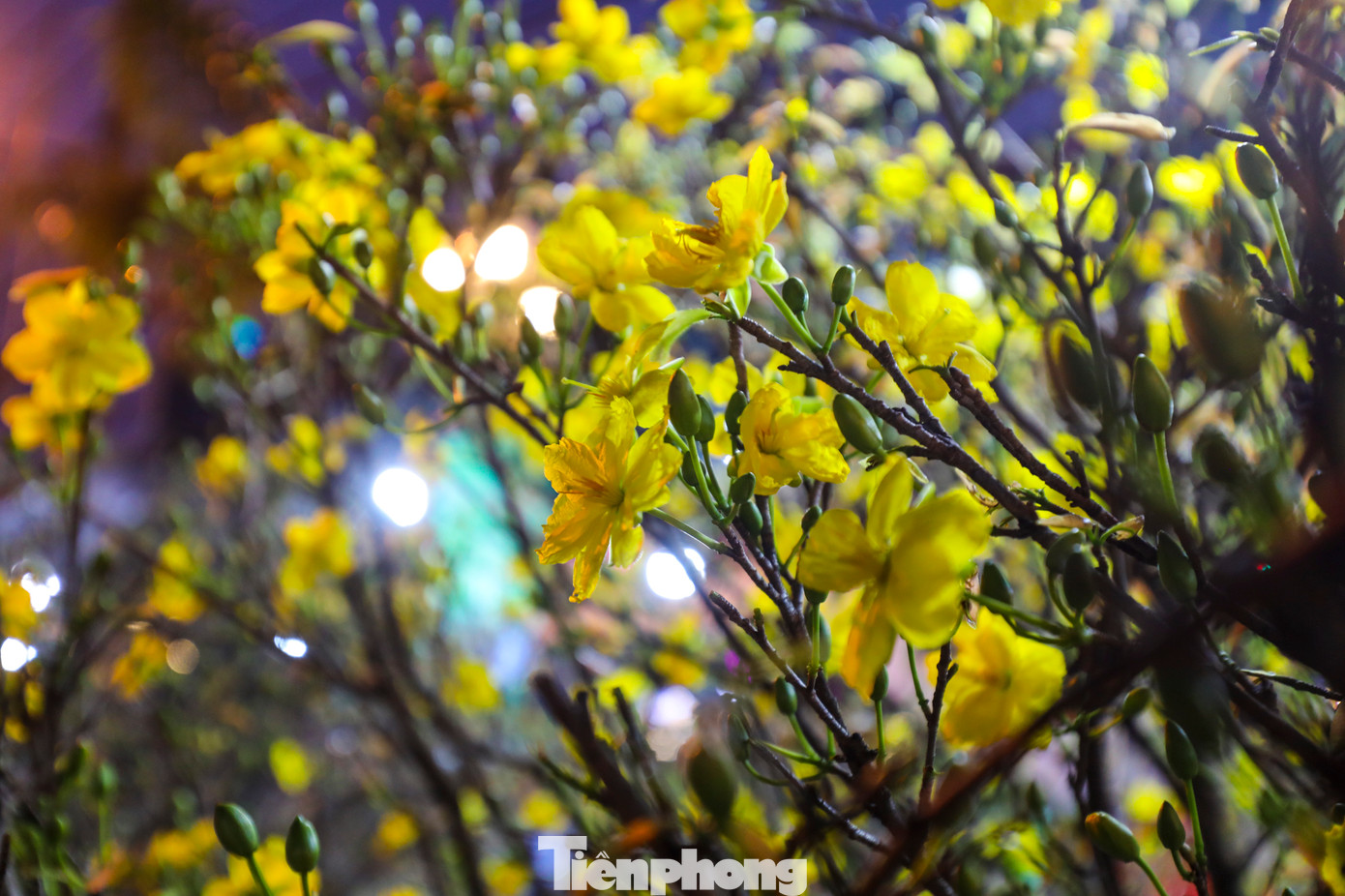 Hoa mai vẫn là mặt hàng được bày bán nhiều nhất ở chợ hoa &quot;trên bến dưới thuyền&quot;