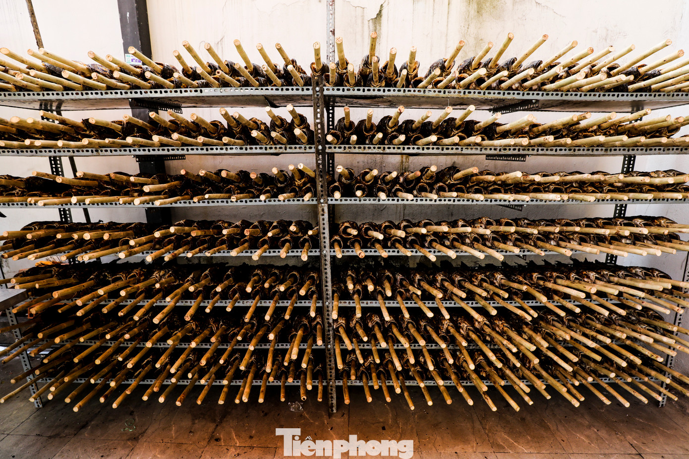 Hàng nghìn con cá lóc đã nướng được xếp gọn gàng trên kệ, sẵn sàng bán phục vụ người dân vào sáng mai, ngày vía Thần Tài. Hàng nghìn con cá lóc đã nướng được xếp gọn gàng trên kệ, sẵn sàng bán phục vụ người dân vào sáng mai, ngày vía Thần Tài.