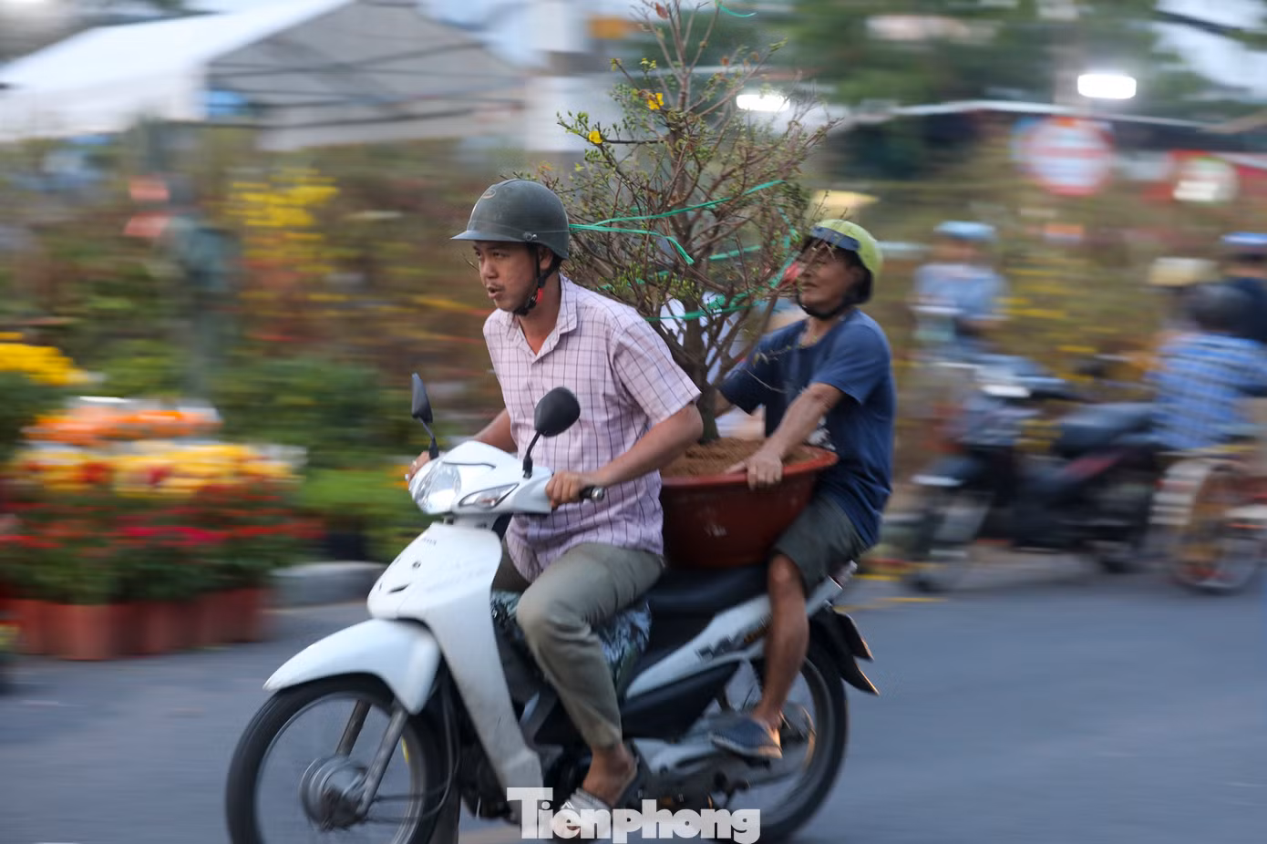 Đây là thời điểm các nhà vườn từ Đồng Tháp, Bến Tre, Tiền Giang, Vĩnh Long... tất bật vận chuyển những chuyến ghe chở đầy "mùa xuân thu nhỏ" về TPHCM để bày bán, phục vụ nhu cầu trang trí Tết của người dân.