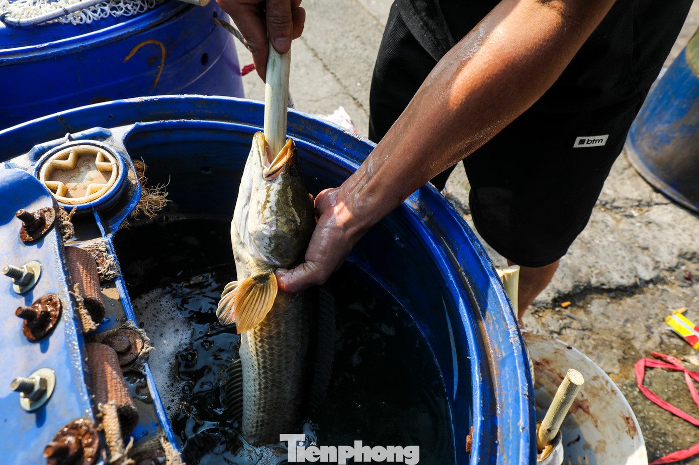 Ông Nguyễn Trung, chủ một cửa hàng bán cá lóc nướng lâu năm, lớn nhất nhì trên đường Tân Kỳ Tân Quý cho biết, năm nay tiệm của ông nhập hơn 2.000 con từ chợ Bình Điền (quận 8). Ông Nguyễn Trung, chủ một cửa hàng bán cá lóc nướng lâu năm, lớn nhất nhì trên đường Tân Kỳ Tân Quý cho biết, năm nay tiệm của ông nhập hơn 2.000 con từ chợ Bình Điền (quận 8).